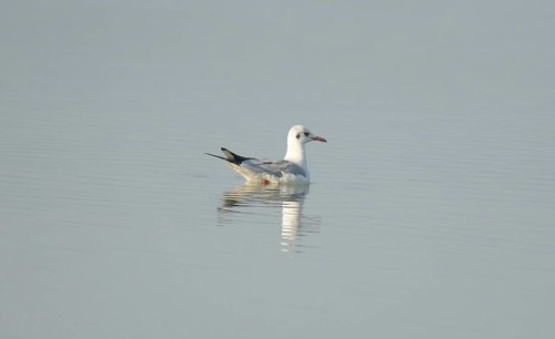 A black-headed gull (Chroicocephalus ridibundus) in the water, Sreepur, Gazipur, Bangladesh