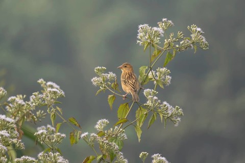 A zitting cisticola or streaked fantail warbler (Cisticola juncidis), Sreepur, Gazipur, Bangladesh