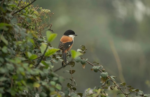 A long-tailed shrike or rufous-backed shrike (Lanius schach) on a tree branch, Sreepur, Gazipur,
