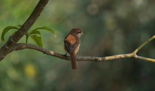 A Brown Shrike (Lanius cristatus), Sreepur, Gazipur, Bangladesh