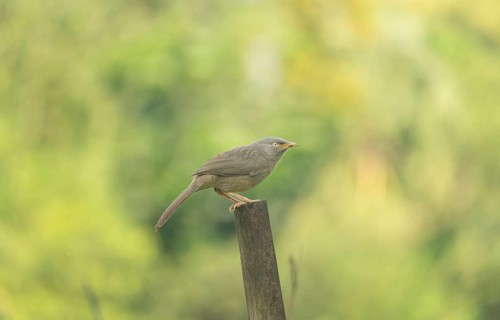 A jungle babbler (Argya striata), Sreepur, Gazipur, Bangladesh
