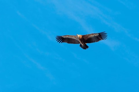A griffon vulture (Gyps fulvus) flies on a sunny day against a grey sky. Austria