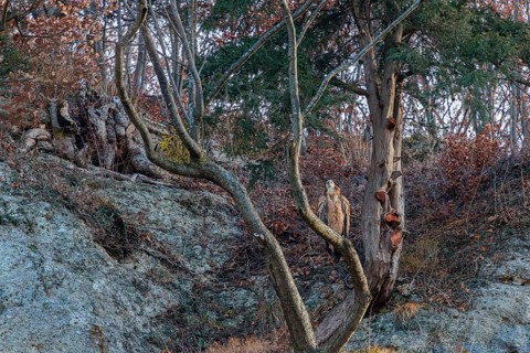 A griffon vulture (Gyps fulvus) rest high up in tree. A rockwall behind him. Austria
