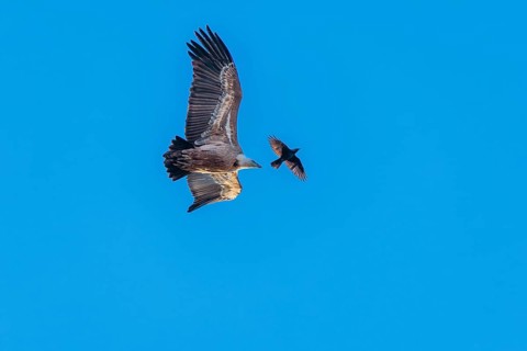 Crowded sky. A griffon vulture (Gyps fulvus) flies accompanied by a jackdaw (Coloeus monedula) on a