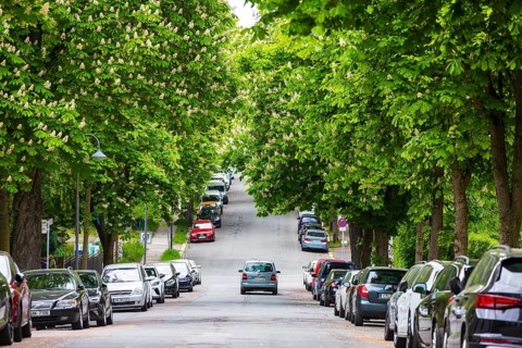 Blooming chestnut alley on the Kassberg in Chemnitz, Saxony, Germany