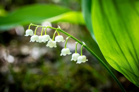 Lily of the valley (Convallaria majalis) in bloom, Saxony, Germany