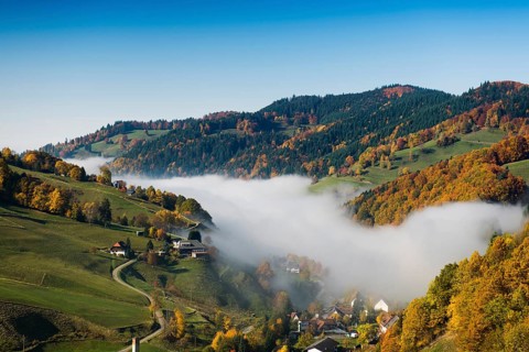 Autumn-colored forest, Münstertal, Black Forest, Baden-Württemberg, Germany