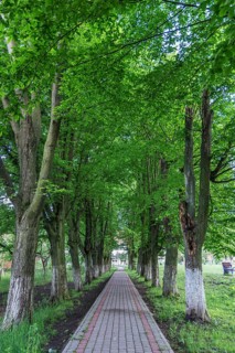 Linden avenue (Tilia platyphyllos), Ternopillja former thorn field, Ukraine