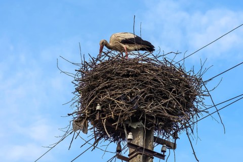 White stork (Ciconia ciconia) in the nest, Ukraine