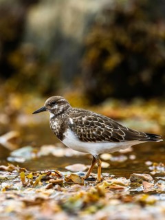 Ruddy Turnstone, Arenaria interpres