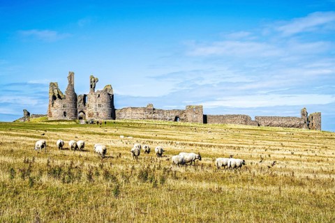 Sheeps around Ruins of Dunstanburgh Castle, Northumberland Coast, England, UK