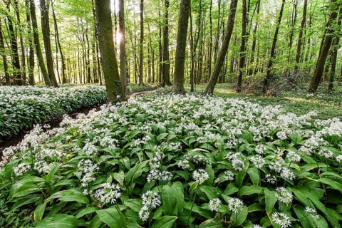 Lush forest with white wild garlic flowers (Allium ursinum), in the Bagno Forest, Münsterland,