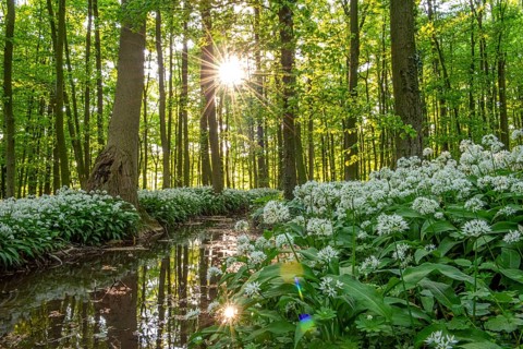 Sunbeams in the forest with white flowers and water reflections