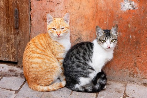 Two cats in Marrakesh, Morocco