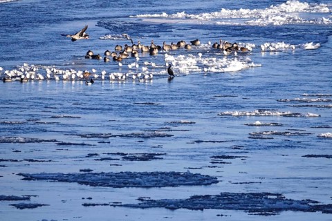 Elbe with ice floes, birds, winter, Dresden, Saxony, Germany