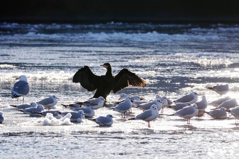 Elbe with ice floes, cormorant and seagulls, winter, Dresden, Saxony, Germany