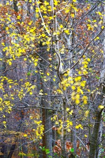 Autumn leaves in the wind on a tree, long exposure, Germany