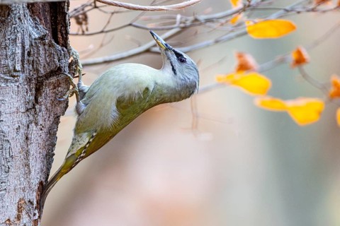 Grey-headed Woodpecker (Picus canus) female Germany