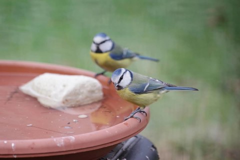 Blue tit (Cyanistes caeruleus), water, drink, thirst, two, winter, Two tits are happy about fresh