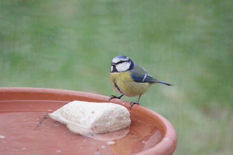 Blue tit (Cyanistes caeruleus), water, drinking, thirst, winter, A bowl of fresh water for the