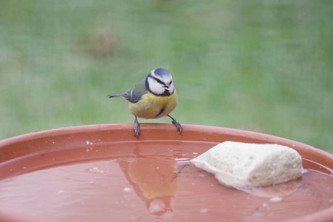 Blue tit (Cyanistes caeruleus), water, drinking, thirst, winter, fresh water at minus temperatures