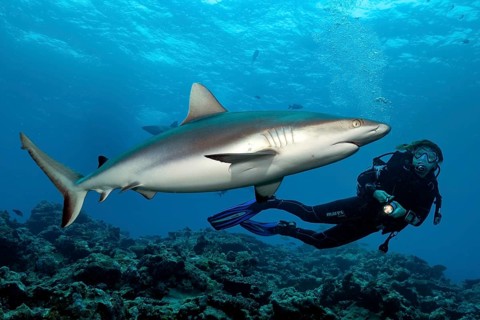 Underwater photo diver and Grey reef shark (Carcharhinus amblyrhynchos), Pacific Ocean, Indian