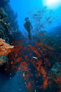 Scuba diver looking at Black coral (Antipathes dichotoma) in coral reef, Red Sea, Egypt