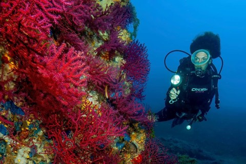 Underwater photo Diver looking at large fan of red gorgonian (Paramuricea clavata) horn coral