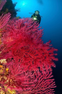 Underwater photo Diver looking at large fan of red gorgonian (Paramuricea clavata) horn coral
