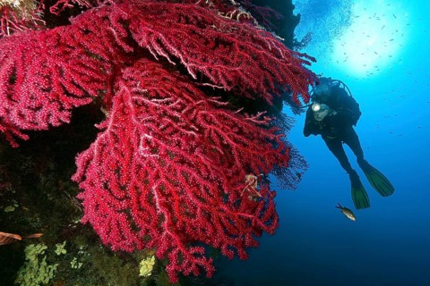 Underwater photo Diver looking at illuminated large fan of red gorgonian (Paramuricea clavata) horn