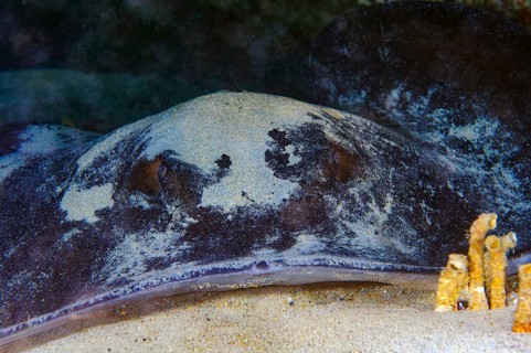 Round stingray (Taeniurops grabatus) Synonym Taeniura grabata Stingray lies under ledge of rocky