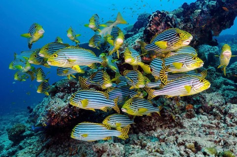 Group of Oriental sweetlips (Plectorhinchus vittatus) swimming with current Sea current in coral