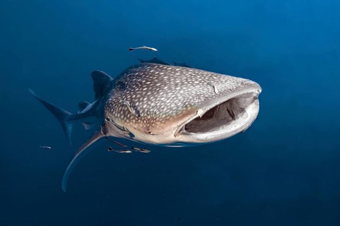 Underwater photo of large plankton-eating whale shark (Rhincodon typus) plankton-eater swimming