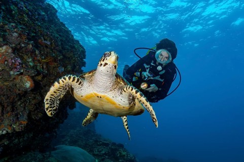 Underwater photo of diver viewed at close range Hawksbill sea turtle (Eretmochelys imbricata)