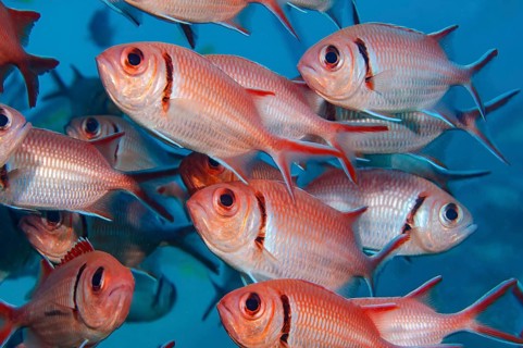 Close-up of school of fish Blackbar soldierfish (Myripristis jacobus), Saint Lucia, Caribbean