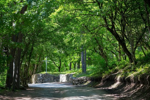 Natural forest trail surrounded by lush vegetation and shade, Monastery Forest, Chitakhevi Church