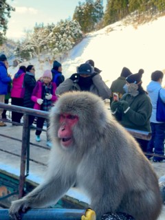 A monkey sits on a railing while people in winter clothes stand in the background, winter, snow,