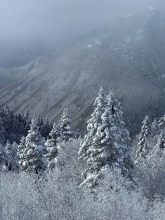 A snowy landscape with fog covered mountains and fir trees that radiates a calm winter atmosphere,