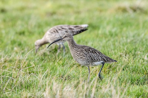 Two curlews (Numenius arquata) on a green meadow with a long, curved bill, Dümmer nature park Park,