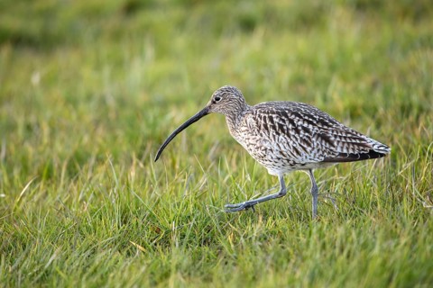 Curlew (Numenius arquata) walking on a green meadow with a long, curved beak, Dümmer nature park