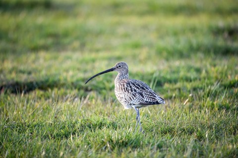 A curlew (Numenius arquata) in the grass with its typical long beak, Dümmer nature park Park, Lower