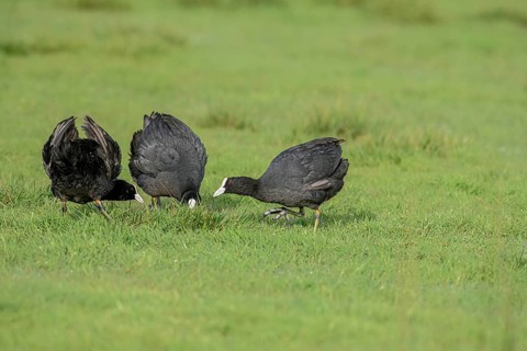 Three coots Coots (Fulica atra) on a wet meadow, Dümmer nature park Park, Lower Saxony, Germany