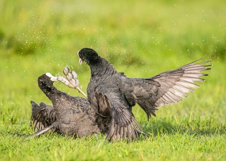 Two coots Coots (Fulica atra) fight a dramatic battle on a wet meadow with water droplets splashing