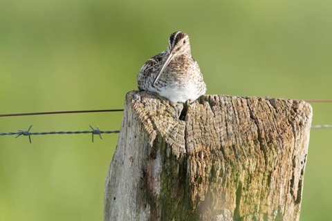 Common snipe (Gallinago gallinago), sitting comfortably on a fence post, pasture fence, Dümmer
