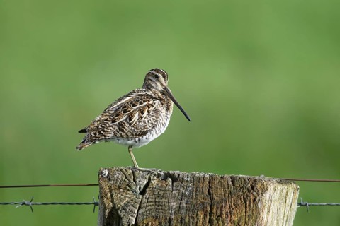 Common snipe (Gallinago gallinago), sitting on fence post, pasture fence, Dümmer nature park Park,