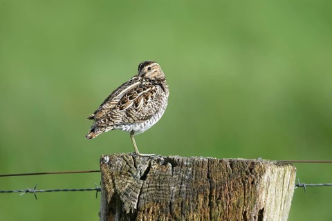 Common snipe (Gallinago gallinago), standing on fence post, pasture fence, Dümmer nature park Park,