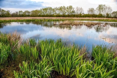 A quiet pond with dense vegetation and reflections in the water, Dümmer lowlands, Lower Saxony,