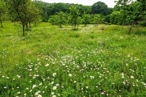 Orchard meadow with trees in the background on a spring day with daisies (Leucanthemum) and trees