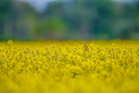 A yellow wagtail (Motacilla flava) with yellow plumage sits in a bright yellow flowering rape