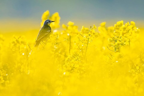 Yellow wagtail (Motacilla flava) between bright yellow rape flowers in soft light, Dümmerniederung,
